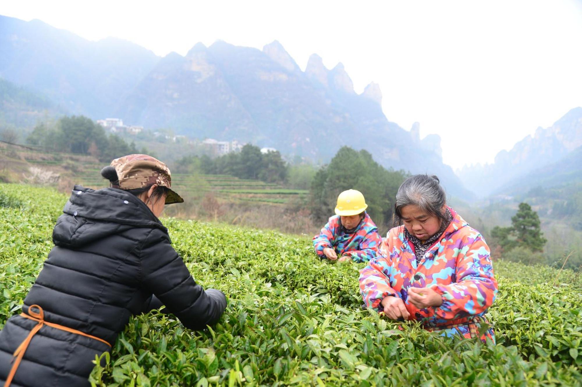 Breeze & Alley Inn--Tianmenshan Cableway-English Reception-Tourism Planing 張家界市 エクステリア 写真
